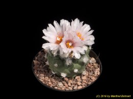 Turbinicarpus lophophoroides 2322